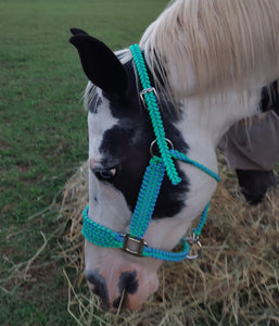 Minty Paracord Horse Halter