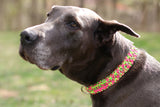 Custom Paracord Dog Collar